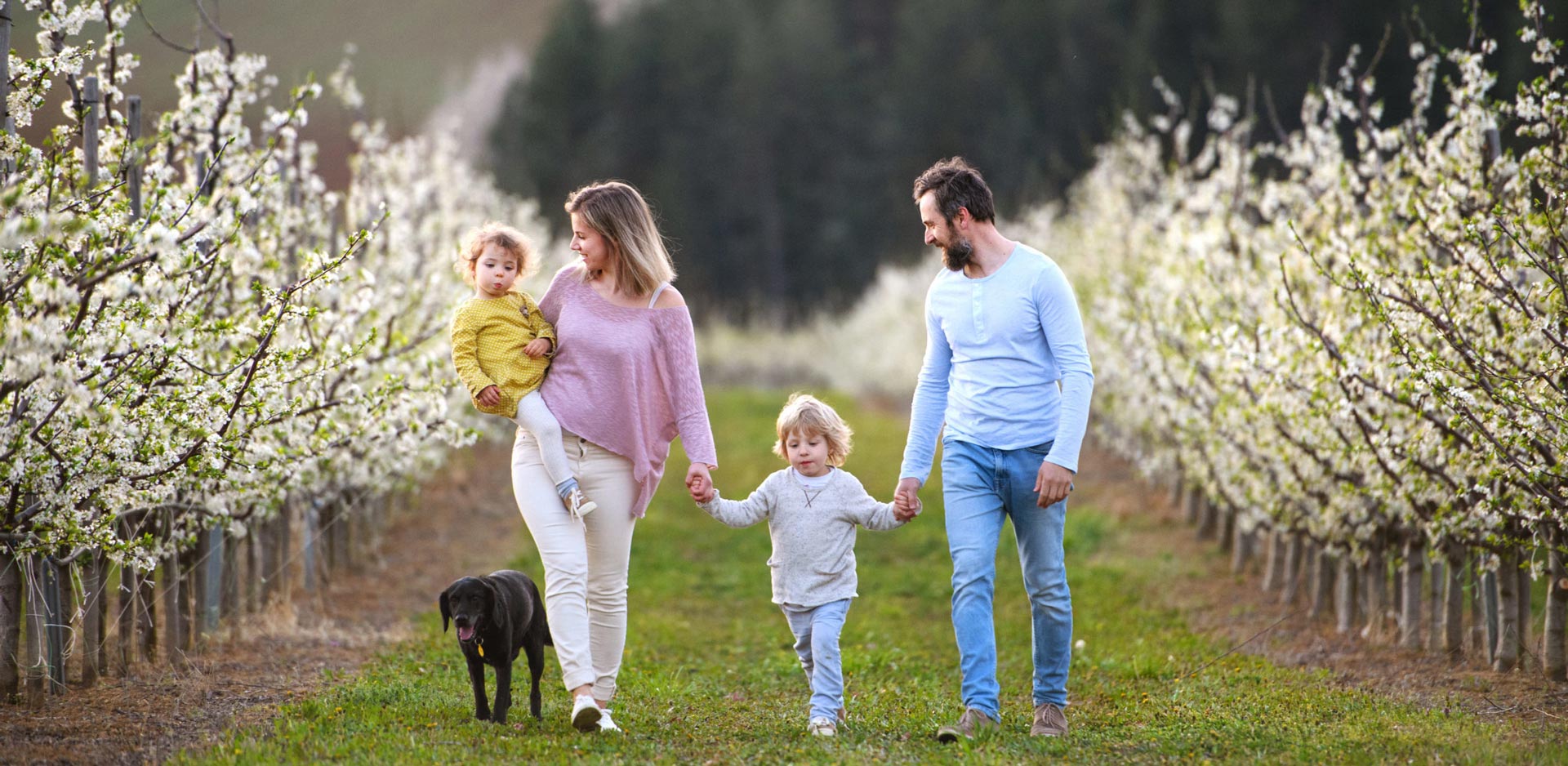 A family walking through an orchard in bloom with their dog